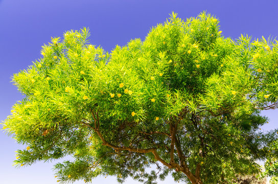 Yellow oleander tree on Rhodes