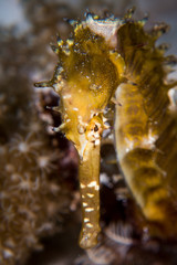 A Thorny Seahorse - Hippocampus histrix. Taken in Komodo National Park, Indonesia.