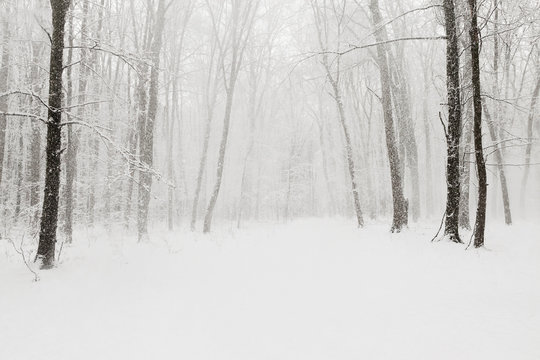 forest