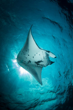 A Manta Ray - Manta alfredi - swims under the sun in the blue sea. Taken in Komodo National Park, Indonesia