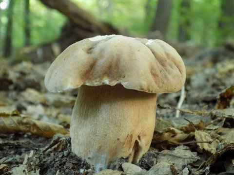 Oak mushroom in forest