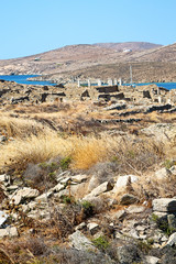 bush   in delos the  old ruin site