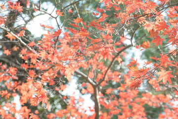 Fototapeta premium view of red maple leave in Japan