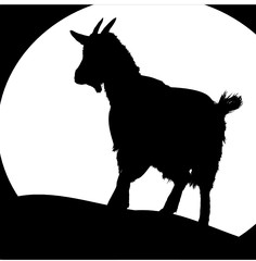 goat3 