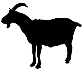 goat2 