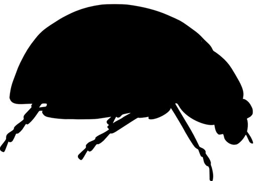 ladybug 