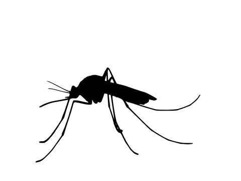 mosquito 2