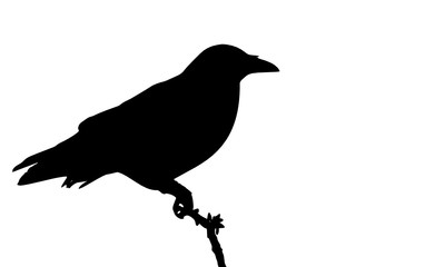 crow 