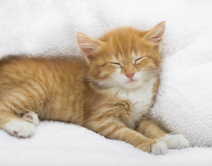 red kitten sleeping on a fluffy blanket