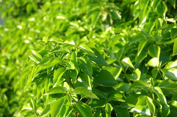 Fototapeta premium Go Green Trees