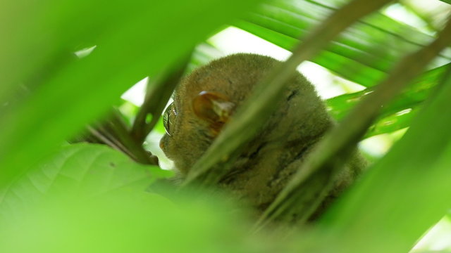 Tarsier, the smallest mammal in the world, looking around when hiding in the foliage. Bohol, Philippines
