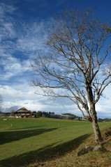 Obraz premium Go Green Trees