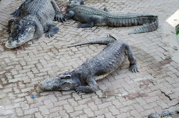  Big crocodile in a crocodile farm