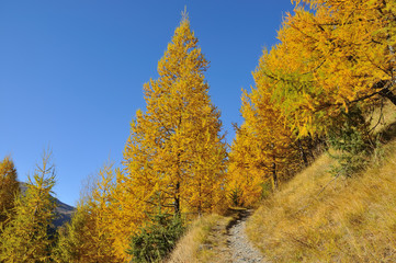 Fototapeta na wymiar path in larch wood in fall