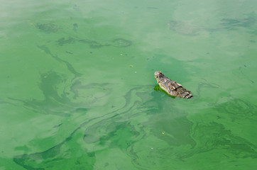 a crocodile swimming in the water.