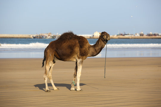 Le Maroc