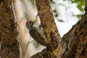 A cardinal woodpecker catching its meal