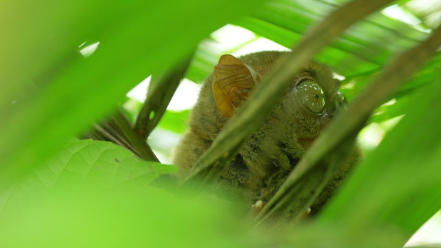 Tarsius, the smallest monkey in the world (I know it's not really a monkey) looking around with his huge scary eyes. Bohol, Philippines
