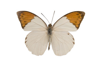 Obraz na płótnie Canvas Close up view of the white and orange batterfly