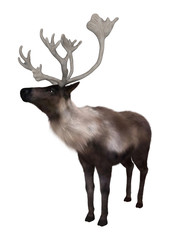 North American Caribou on White