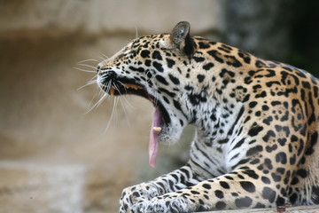 Fototapeta na wymiar Jaguar qui baille