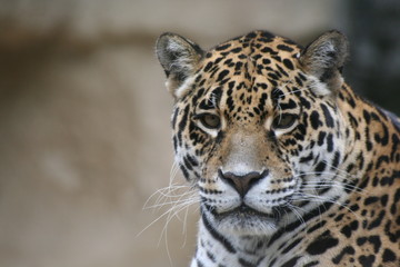 Portrait de panthère