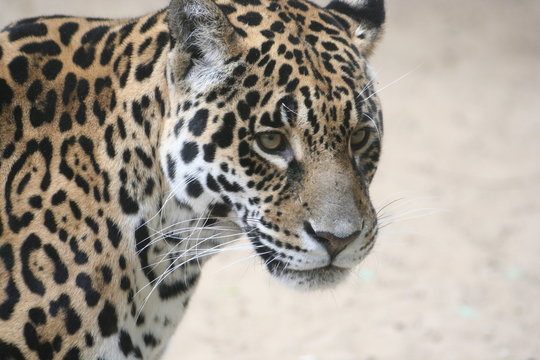 Portrait de l&eacute;opard
