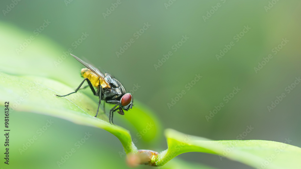 Wall mural a macro shot of fly on green leaves . live house fly .insect clo