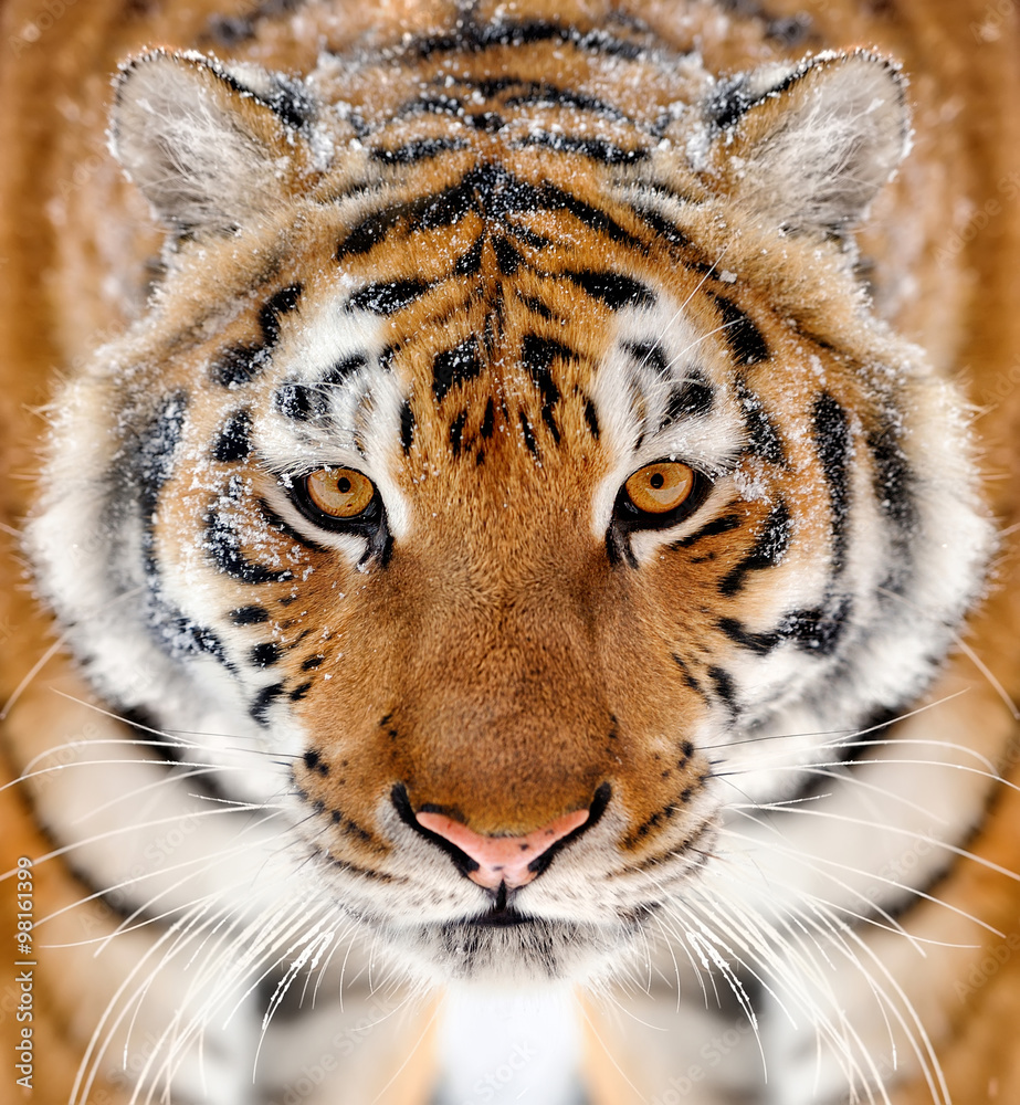 Poster Tiger portrait in winter tine