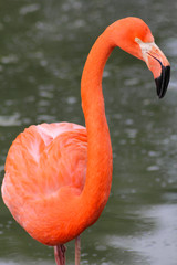 Pink Flamingo in Water