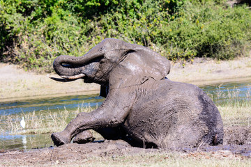 Elephant with mud in its eye