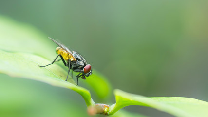 A macro shot of fly on green leaves . Live house fly .Insect clo