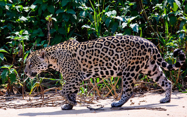 Jaguar on the prowl in the Pantanal