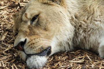 Lioness Face Close Up