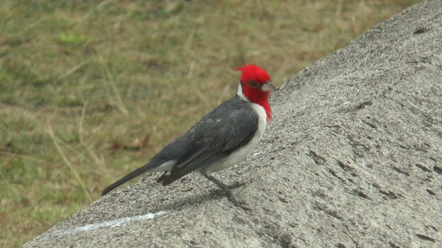 beautiful red crested cardinal (Paroaria coronata)  close up shot taken at  oahu island hawaii