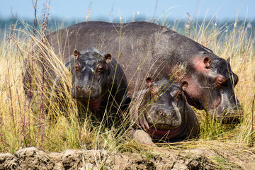 A family of Hippos taken on the banks of the Chobe river