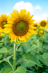 Sunflower field on a cheerful summer morning