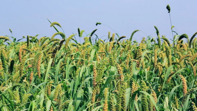Foxtail millet plants swayed by wind. Millet is used as food, fodder and for producing alcoholic beverages. India is the largest producer of millet.