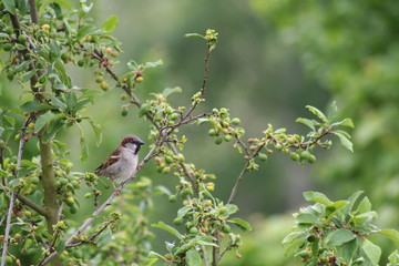 Moineau