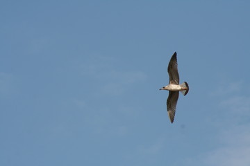 Mouette en train de planer