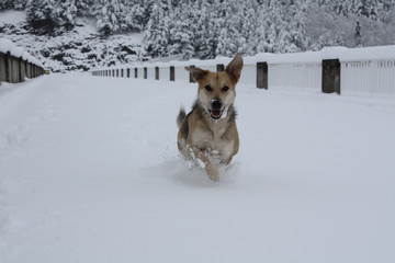 Chien labrador dans la neige 