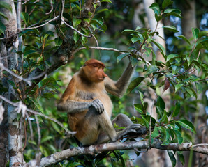 The proboscis monkey is siting on a tree in the jungle. Indonesia. The island of Borneo (Kalimantan). An excellent illustration.