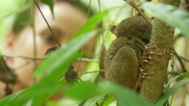 Tourist woman admiring a Tarsier who notices her and looks back, rack focus. Bohol, Philippines 

