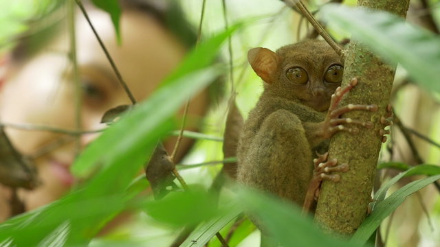 Scared endangered species Tarsier hiding behind a branch, rack focus on a tourist girl watching it in it's natural habitat. Bohol, Philippines 
