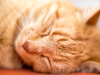 Naklejka na ściany i meble Cute red cat sleeping on the sofa - 2