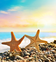 Fototapeta na wymiar Two Starfish on the summer beach