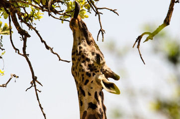The long tongue of a giraffe taken whilst eating