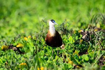 An African Jacana