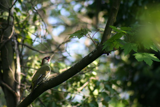 Pivert