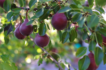 Albero di pero con pere rosse - Pera cheeky  - William rosso